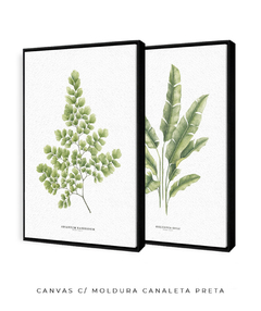 Quadro Decorativo Dupla Avenca II + Heliconia - loja online