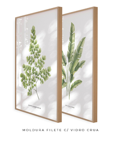 Quadro Decorativo Dupla Avenca II + Heliconia - comprar online