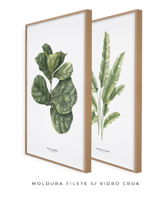 Quadro Decorativo Dupla Ficus Lyrata + Heliconia