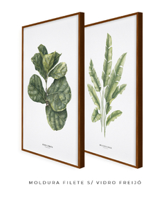 Quadro Decorativo Dupla Ficus Lyrata + Heliconia