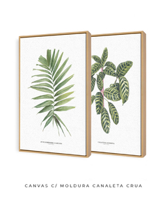 Quadro Decorativo Dupla Palm Elegans + Calathea Zebrina - Flowersjuls - Quadros botânicos decorativos | Aquarelas autorais