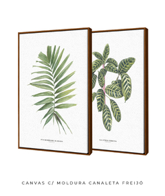 Imagem do Quadro Decorativo Dupla Palm Elegans + Calathea Zebrina