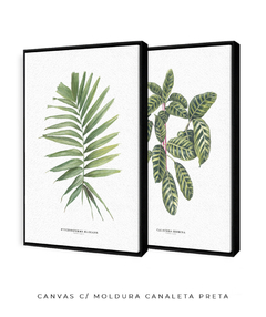 Quadro Decorativo Dupla Palm Elegans + Calathea Zebrina - comprar online