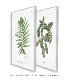 Imagem do Quadro Decorativo Dupla Palm Elegans + Calathea Zebrina