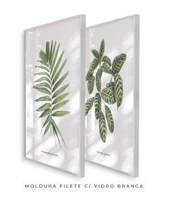 Quadro Decorativo Dupla Palm Elegans + Calathea Zebrina - comprar online