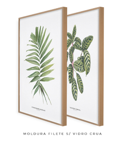 Quadro Decorativo Dupla Palm Elegans + Calathea Zebrina na internet