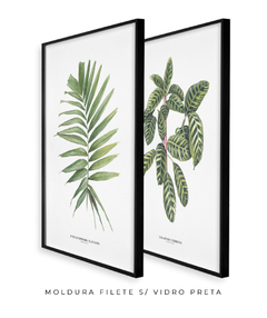 Quadro Decorativo Dupla Palm Elegans + Calathea Zebrina na internet