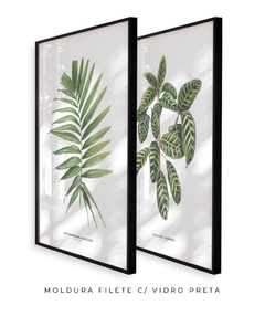 Quadro Decorativo Dupla Palm Elegans + Calathea Zebrina - Flowersjuls - Quadros botânicos decorativos | Aquarelas autorais