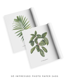 Quadro Decorativo Dupla Palm Elegans + Calathea Zebrina