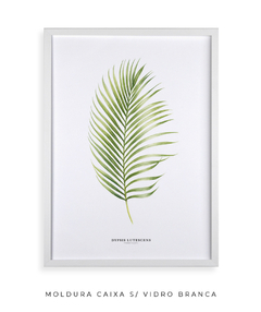 Quadro Decorativo Dypsis Lutescens - Flowersjuls - Quadros botânicos decorativos | Aquarelas autorais