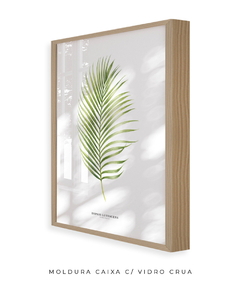 Quadro Decorativo Dypsis Lutescens na internet