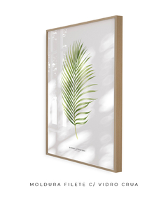 Imagem do Quadro Decorativo Dypsis Lutescens