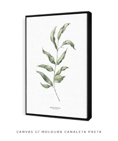 Quadro Decorativo Eucalipto I - loja online