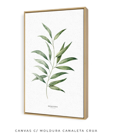 Imagem do Quadro Decorativo Eucalyptus