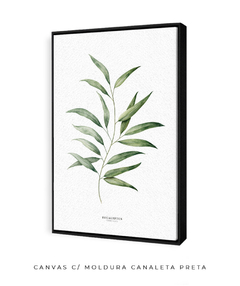 Quadro Decorativo Eucalyptus - comprar online