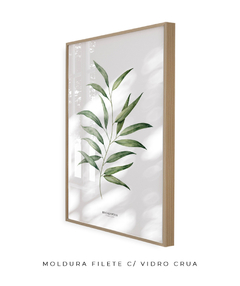 Imagem do Quadro Decorativo Eucalyptus