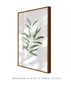 Quadro Decorativo Eucalyptus na internet