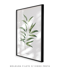 Quadro Decorativo Eucalyptus - comprar online