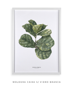 Quadro decorativo Ficus Lyrata - loja online