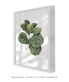 Imagem do Quadro decorativo Ficus Lyrata