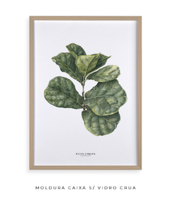 Quadro decorativo Ficus Lyrata