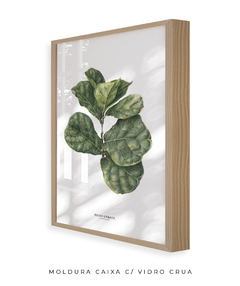 Quadro decorativo Ficus Lyrata - comprar online