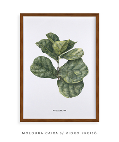 Quadro decorativo Ficus Lyrata na internet