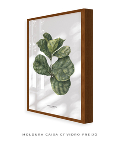 Quadro decorativo Ficus Lyrata - Flowersjuls - Quadros botânicos decorativos | Aquarelas autorais