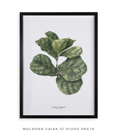 Quadro decorativo Ficus Lyrata - loja online