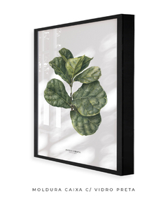 Imagem do Quadro decorativo Ficus Lyrata