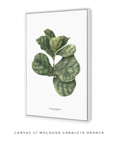 Quadro decorativo Ficus Lyrata