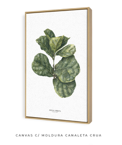 Quadro decorativo Ficus Lyrata na internet