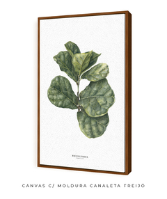 Quadro decorativo Ficus Lyrata - Flowersjuls - Quadros botânicos decorativos | Aquarelas autorais