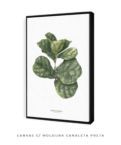 Quadro decorativo Ficus Lyrata - loja online