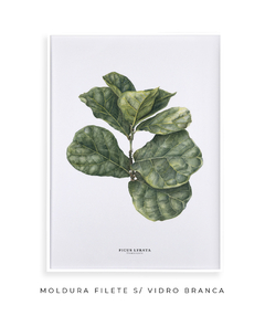 Quadro decorativo Ficus Lyrata na internet