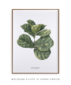 Quadro decorativo Ficus Lyrata na internet