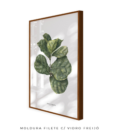 Quadro decorativo Ficus Lyrata - comprar online