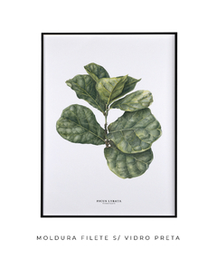 Quadro decorativo Ficus Lyrata - loja online