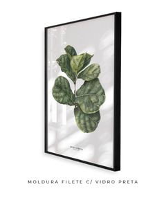 Quadro decorativo Ficus Lyrata - comprar online