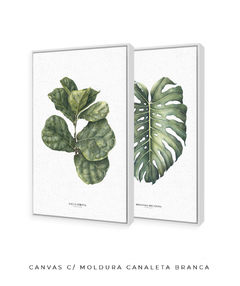 Quadro Decorativo Ficus Lyrata + Monstera Deliciosa - Flowersjuls - Quadros botânicos decorativos | Aquarelas autorais