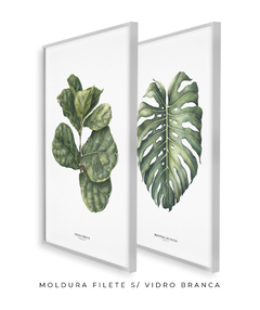 Quadro Decorativo Ficus Lyrata + Monstera Deliciosa - Flowersjuls - Quadros botânicos decorativos | Aquarelas autorais