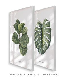 Quadro Decorativo Ficus Lyrata + Monstera Deliciosa - Flowersjuls - Quadros botânicos decorativos | Aquarelas autorais