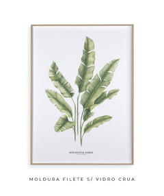 Quadro decorativo Heliconia Bihai - Flowersjuls - Quadros botânicos decorativos | Aquarelas autorais