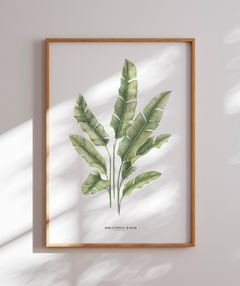 Quadro decorativo Heliconia Bihai