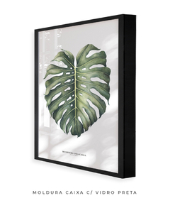 Imagem do Quadro Decorativo Monstera Deliciosa