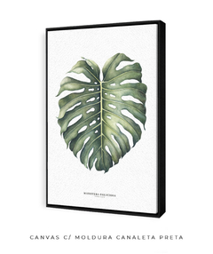 Quadro Decorativo Monstera Deliciosa - comprar online