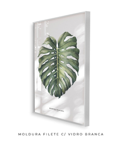 Imagem do Quadro Decorativo Monstera Deliciosa