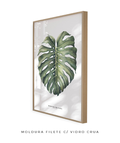 Quadro Decorativo Monstera Deliciosa