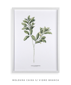 Quadro Decorativo Oliveira - loja online