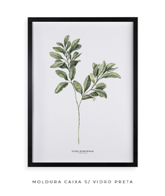 Quadro Decorativo Oliveira - loja online